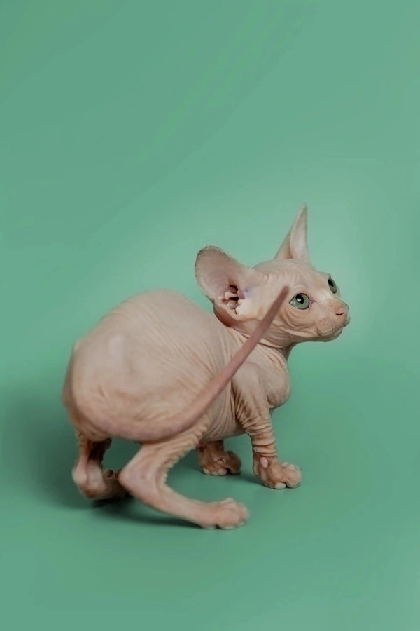 Hairless Sphynx kitten with wrinkled skin and big ears, perfect for pet lovers