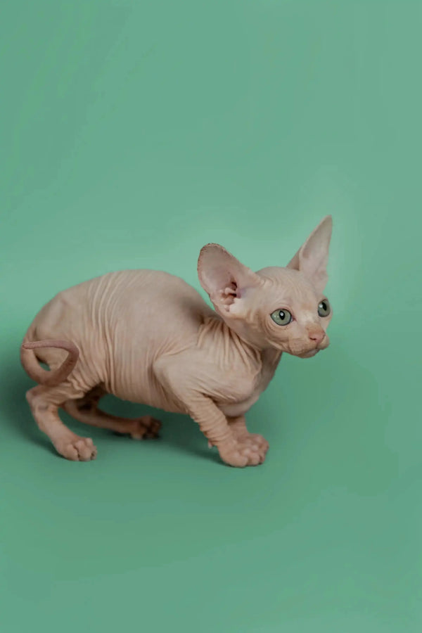 Adorable Hairless Sphynx Kitten with wrinkled pink skin and big ears, perfect for you