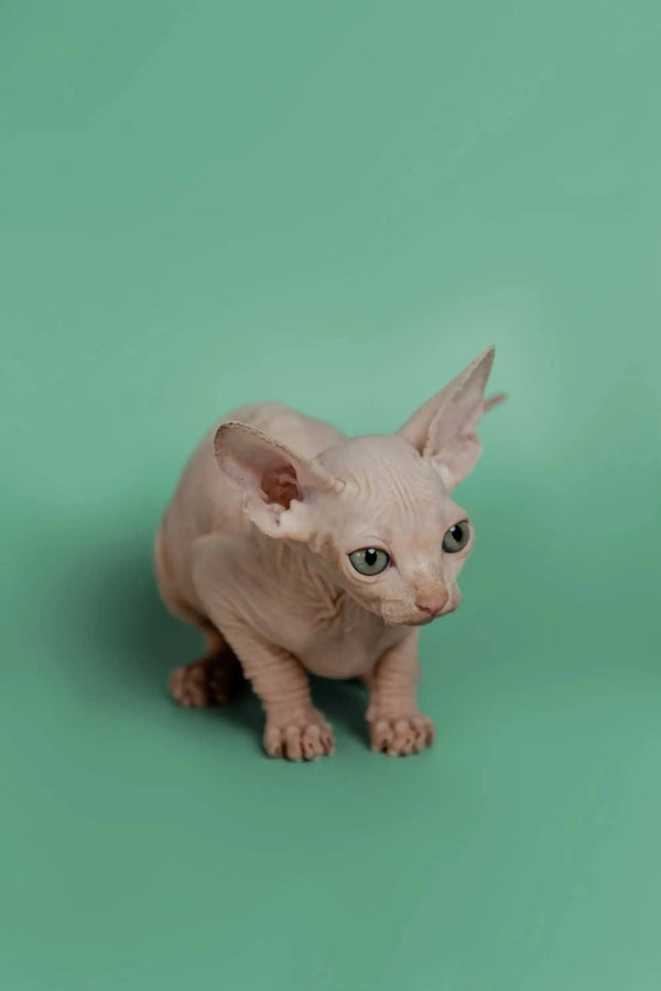 Adorable Sphynx kitten with big ears and green eyes crouching on a surface