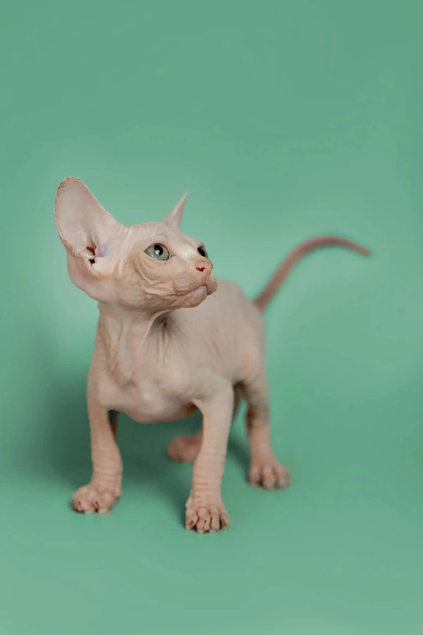 Sphynx kitten named Star with big ears and a thin tail standing alert