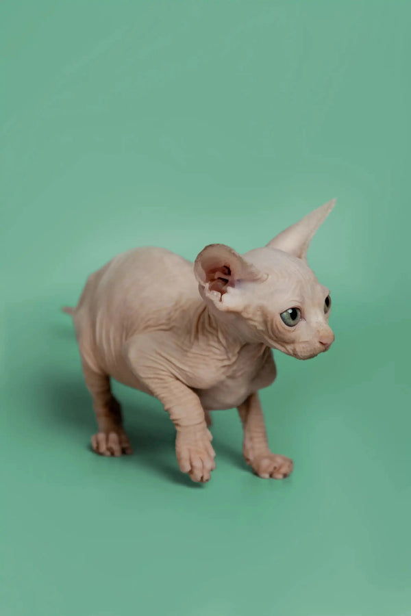 Adorable Hairless Sphynx kitten with cute wrinkles and big ears for Star | Sphynx Kitten