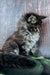 Fluffy gray tabby Maine Coon kitten sitting cutely on a green surface