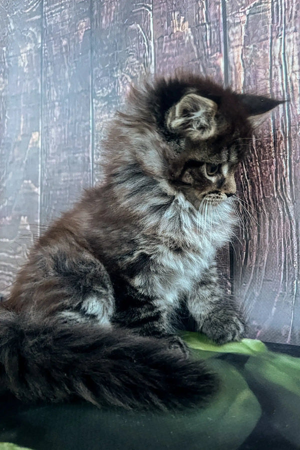 Fluffy gray tabby Maine Coon kitten sitting cutely on a green surface