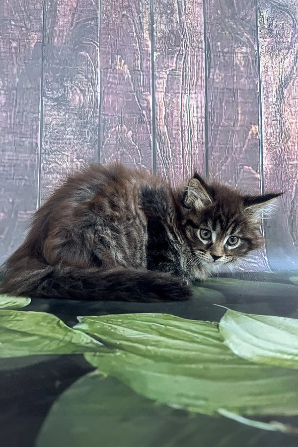 Fluffy gray and white Maine Coon kitten lounging on a vibrant green surface