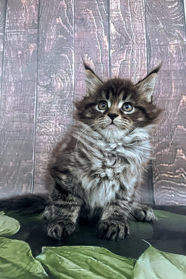 Fluffy Maine Coon kitten with wide eyes and pointed ears, perfect for cat lovers