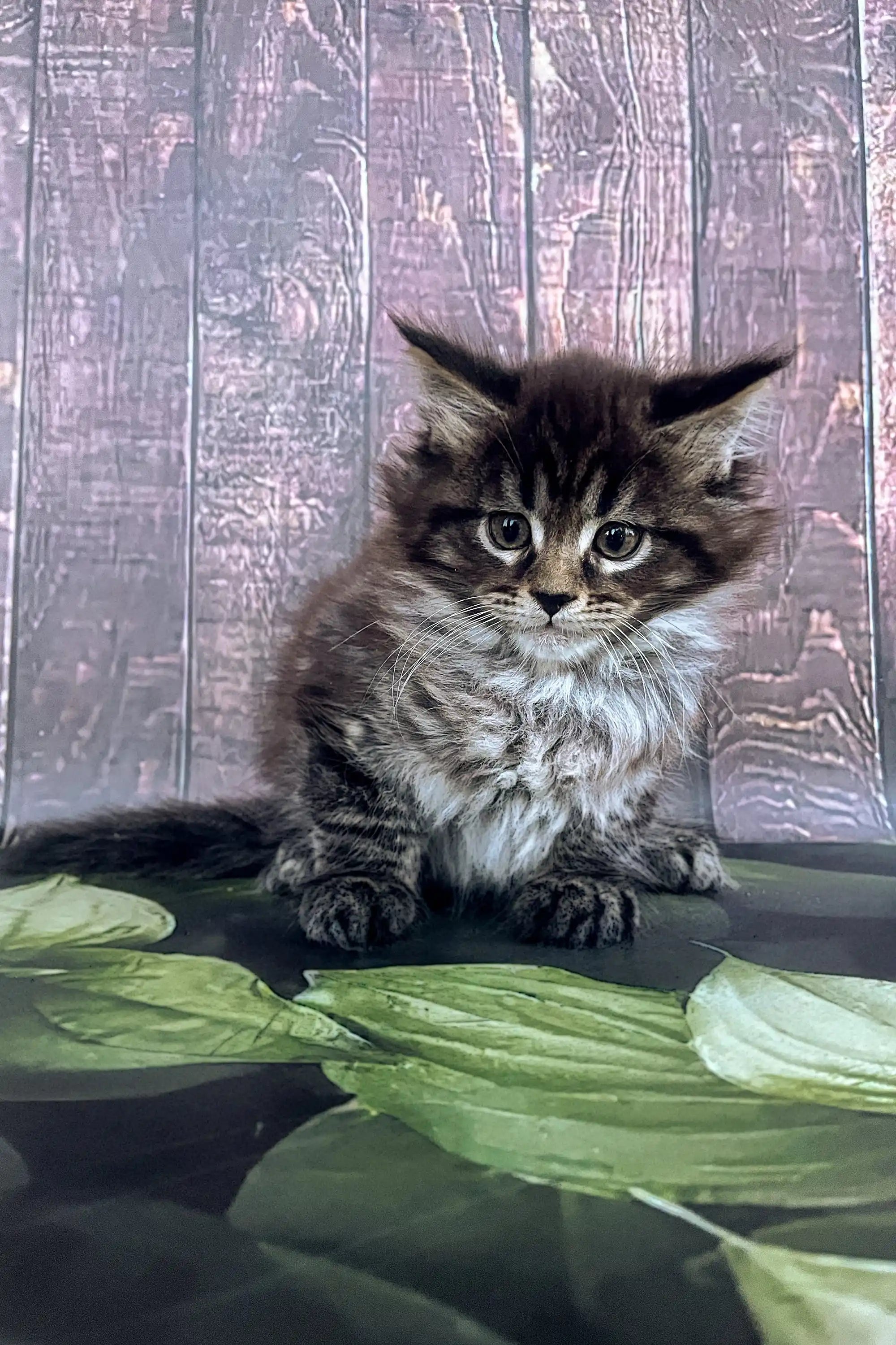 Maine Coon Kittens for Sale Stas | Kitten