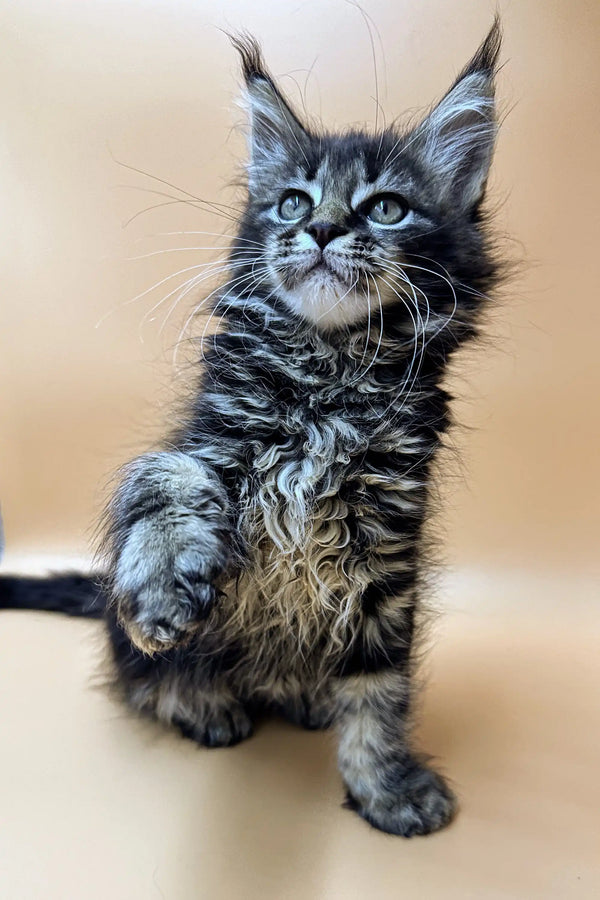 Adorable Maine Coon kitten with fluffy fur and cute ear tufts, perfect for Stasya