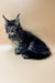 Adorable gray and black Maine Coon kitten Stasya with fluffy fur and ear tufts