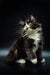 Fluffy black and white Maine Coon kitten gazing upwards with cute whiskers