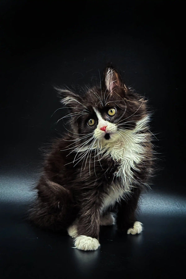 Fluffy black and white Maine Coon kitten with green eyes and a cute pink nose