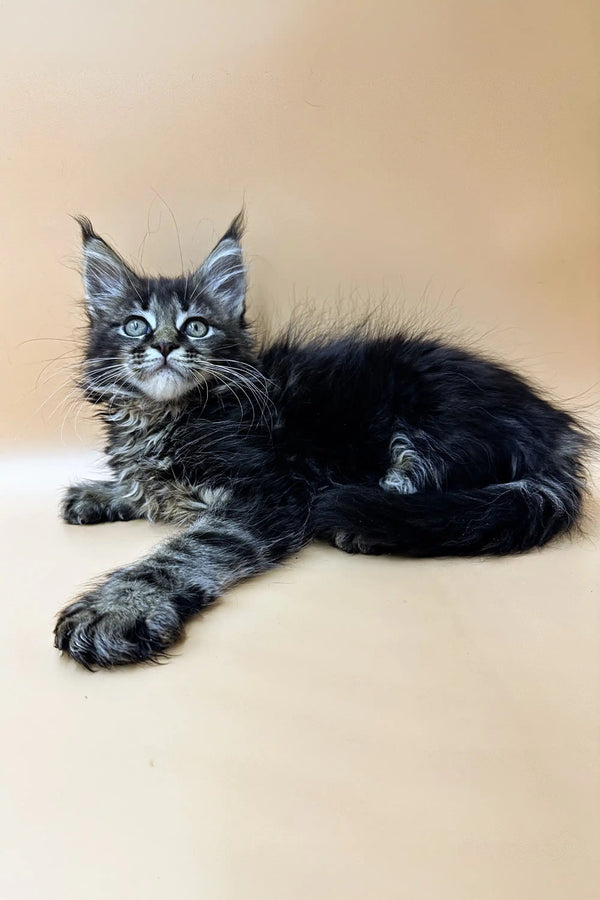 Cute Maine Coon kitten with fluffy coat and ear tufts in Stasya product display