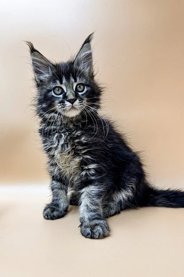 Adorable Maine Coon kitten Stasya with fluffy coat and cute ear tufts