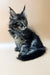 Fluffy Maine Coon kitten with ear tufts and bushy tail for Stasya product line