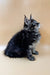 Fluffy gray Maine Coon kitten looking up, perfect for Stasya Maine Coon Kitten fans