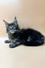 Adorable Maine Coon kitten with fluffy gray fur and alert eyes, perfect for any cat lover