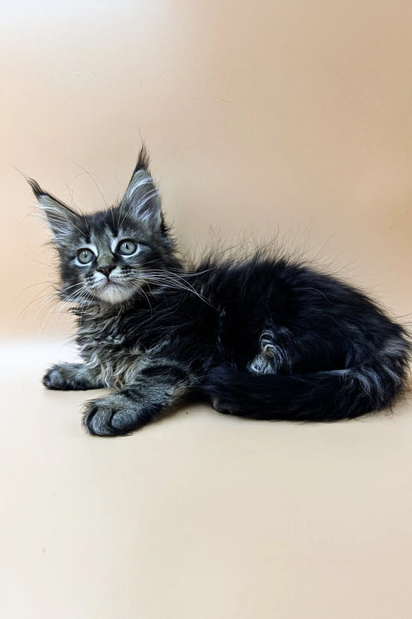 Adorable Maine Coon kitten with fluffy gray fur and alert eyes, perfect for any cat lover