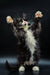 Playful black and white Maine Coon kitten standing on hind legs with paws raised