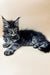 Fluffy gray Maine Coon kitten Stasya with adorable ear tufts