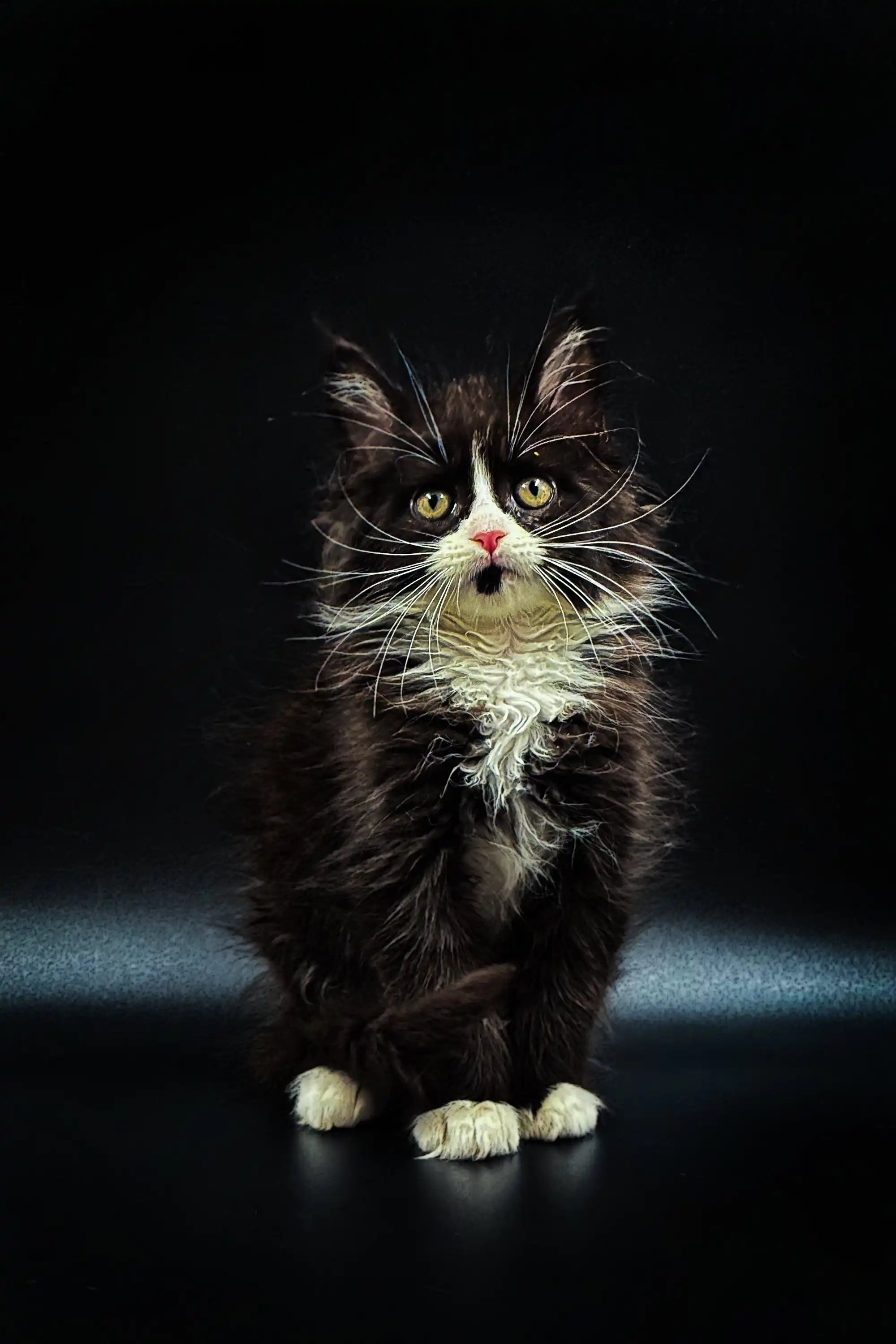 Maine Coon Kittens for Sale Stasya | Kitten