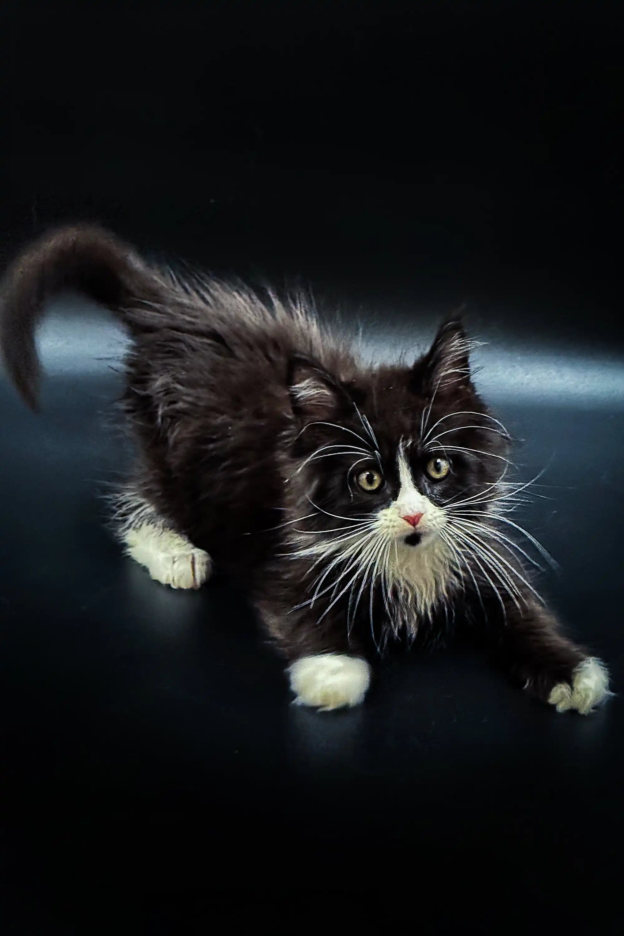 Maine Coon Kittens for Sale Stasya | Kitten