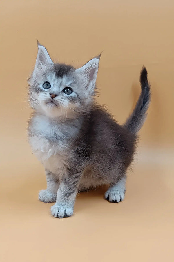 Stefan | maine coon kitten