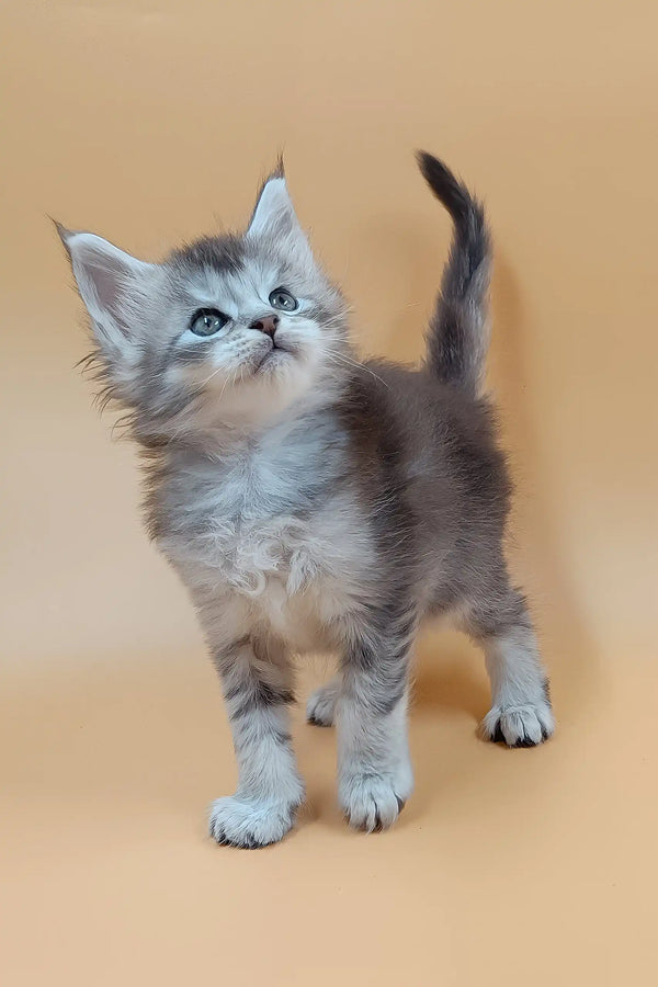 Stefan | maine coon kitten