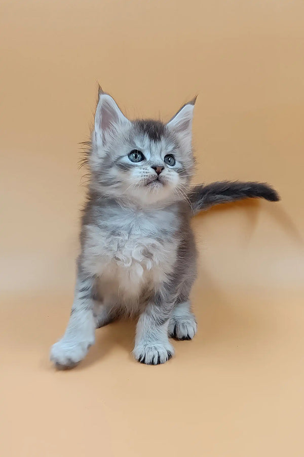 Stefan | maine coon kitten