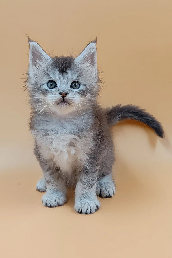 Stefan | maine coon kitten