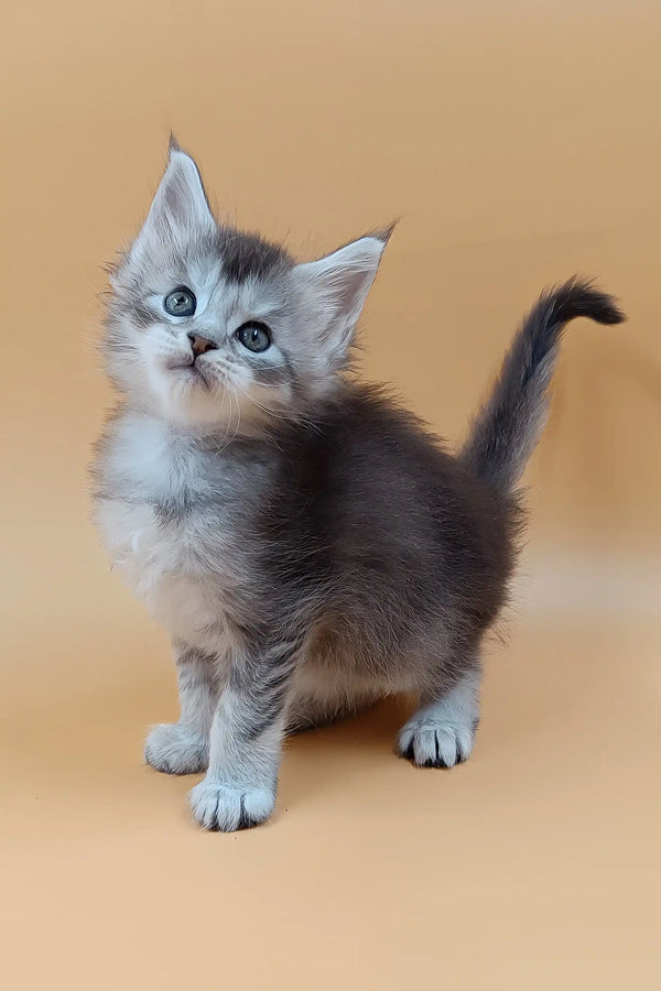 Stefan | maine coon kitten