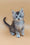 Stefan | Maine Coon Kitten
