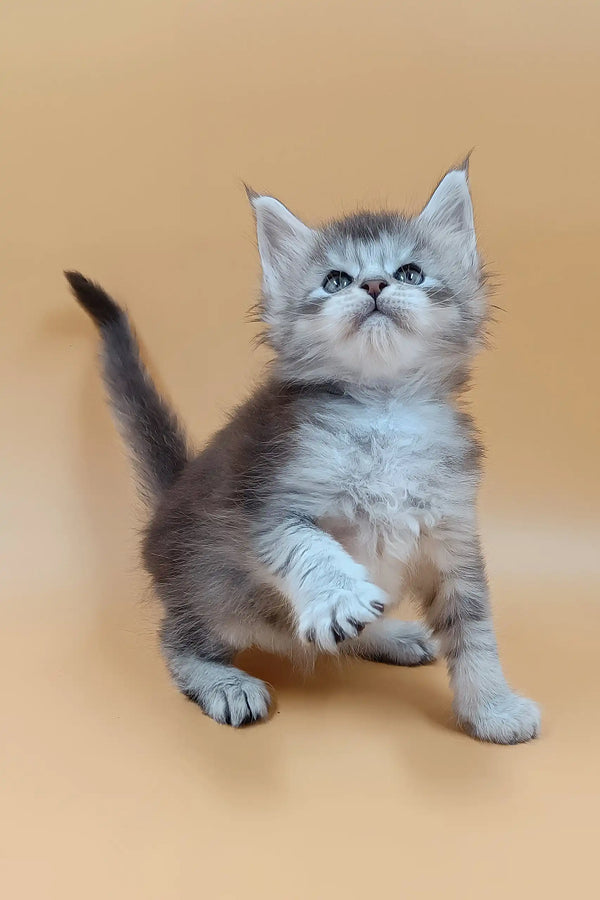 Stefan | maine coon kitten