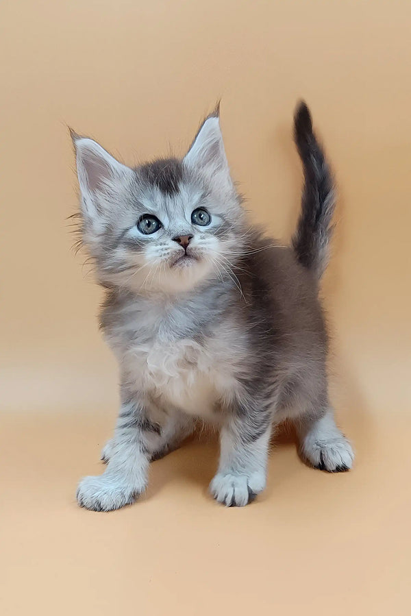 Stefan | maine coon kitten