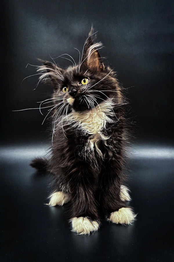 Fluffy Maine Coon kitten with striking green eyes and long whiskers cuddling up