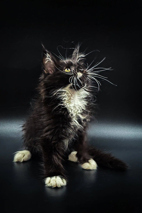 Fluffy Maine Coon kitten with bright green eyes and prominent whiskers