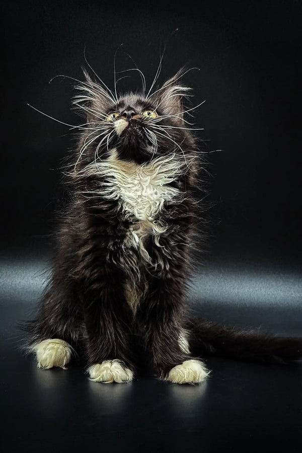 Fluffy Maine Coon kitten Stefan sitting upright with a white chest and dramatic whiskers