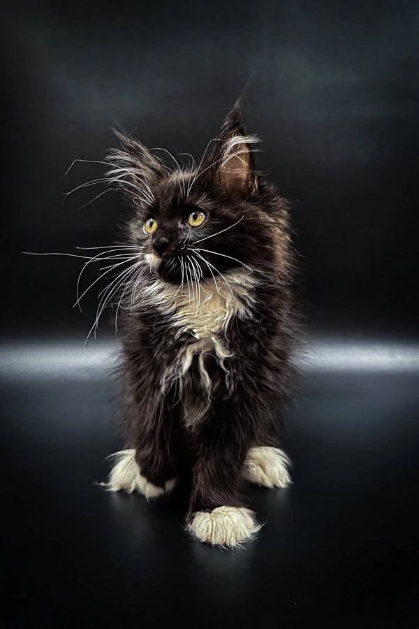 Long-haired black and white Maine Coon kitten with striking yellow-green eyes