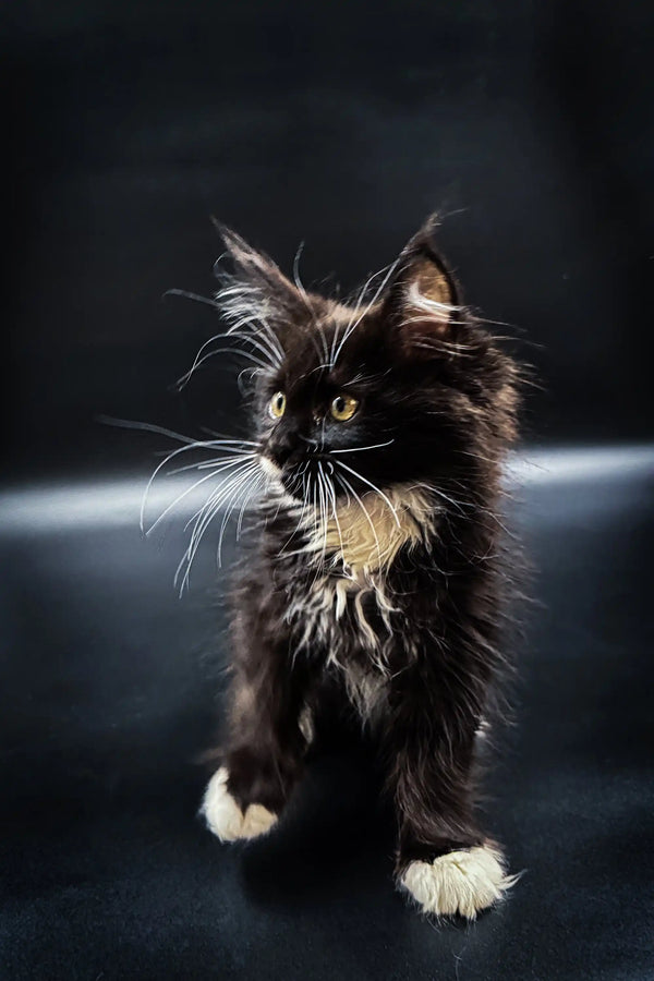 Fluffy Maine Coon kitten with green eyes and long whiskers, perfect for cuddles