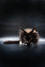 Black Maine Coon kitten with fluffy fur and glowing green eyes ready for adoption