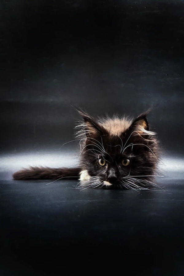 Black Maine Coon kitten with fluffy fur and glowing green eyes ready for adoption