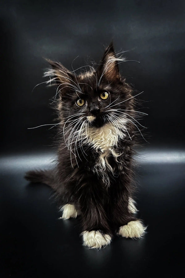 Fluffy black and white Maine Coon kitten with green eyes and tufted ears