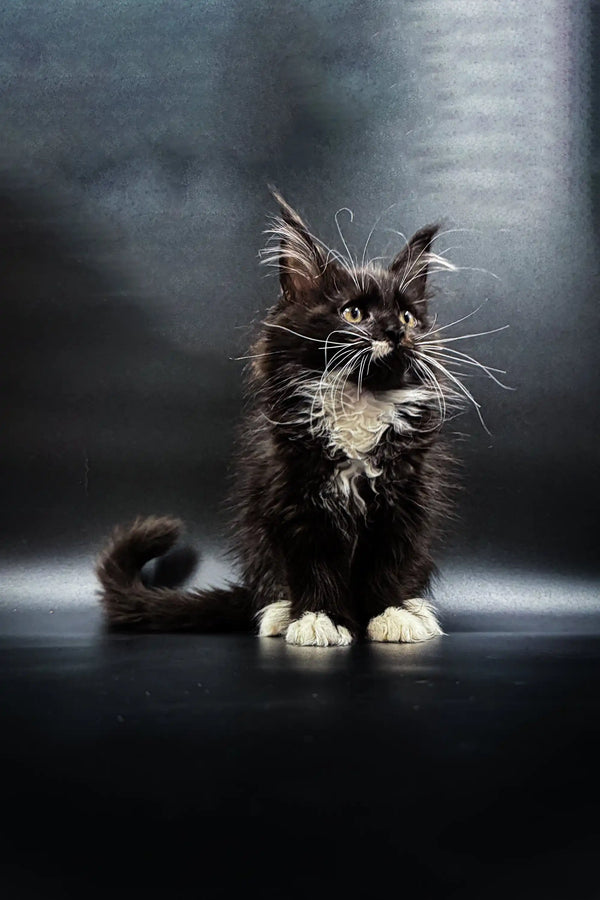 Fluffy Maine Coon kitten with striking whiskers and a curious look