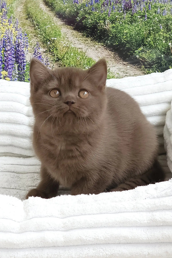 Stefanie | british shorthair kitten