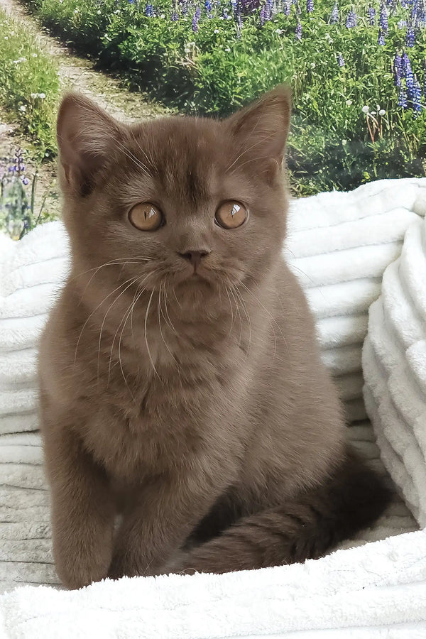 Stefanie | british shorthair kitten