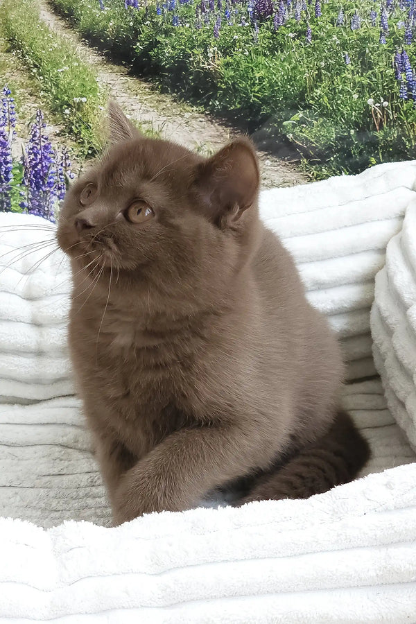 Stefanie | british shorthair kitten
