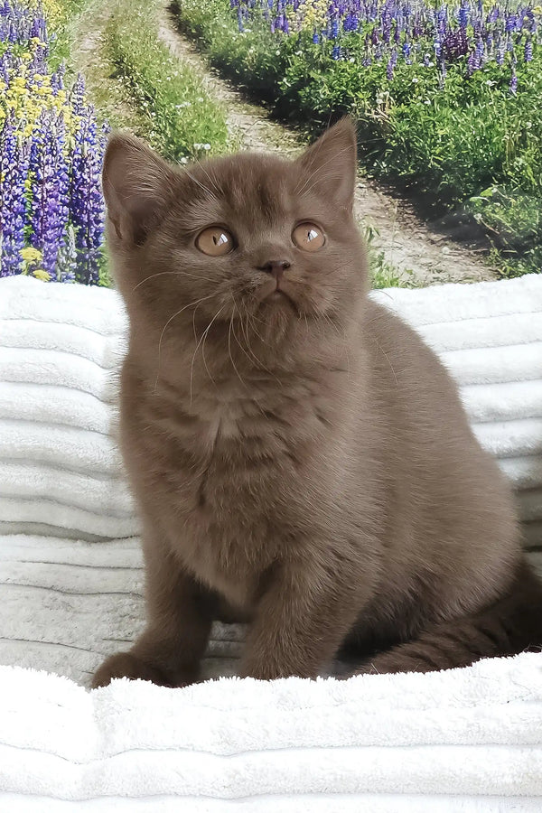 Stefanie | british shorthair kitten