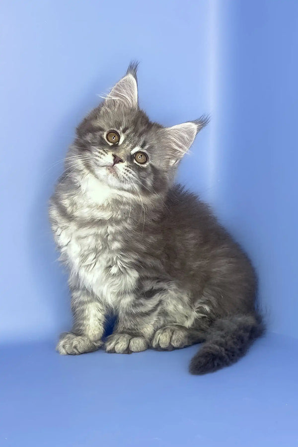 Stella | maine coon kitten