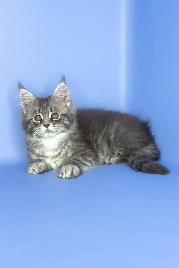 Stella | maine coon kitten