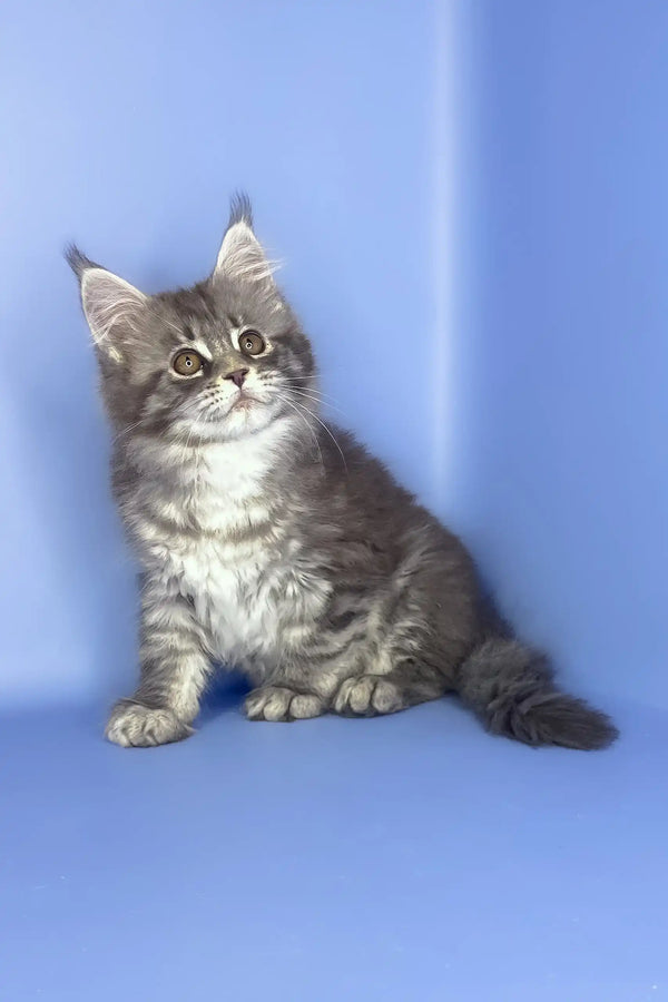 Stella | maine coon kitten