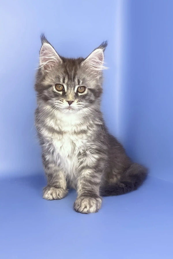 Stella | maine coon kitten