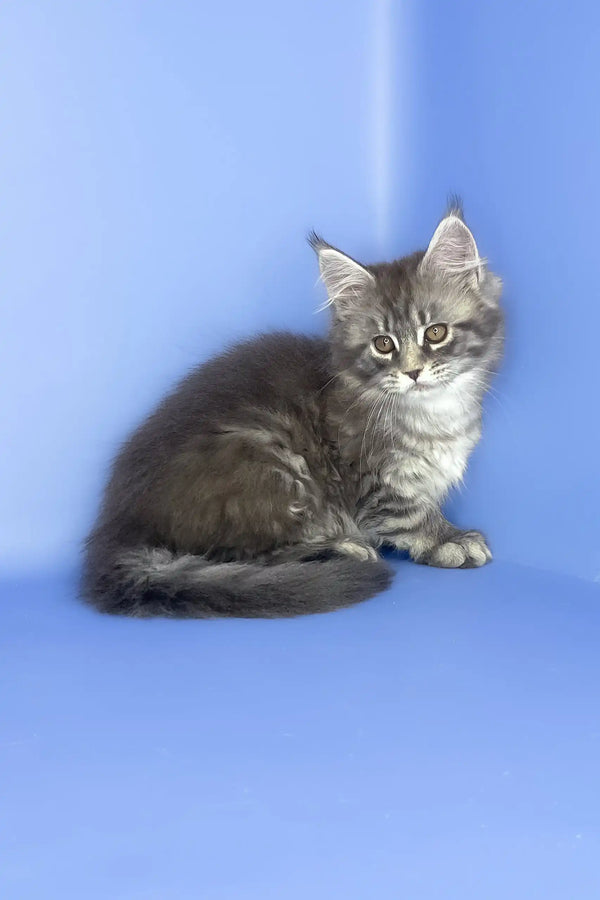 Stella | maine coon kitten